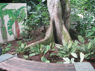 庭院中独特的树根景观