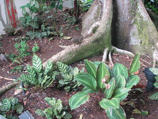 盘根错节的树下绿植景观