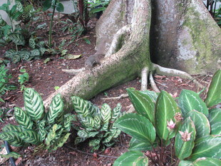 盘根错节的树根与绿植