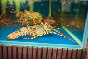 展示柜中的两只大龙虾