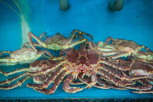 深海多彩螃蟹特写