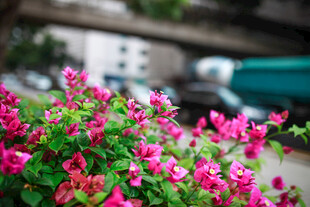 娇艳三角梅绽放于路旁