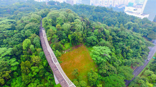 空中俯瞰山林中的蜿蜒道路