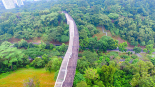 山间悬索桥横跨翠绿山林