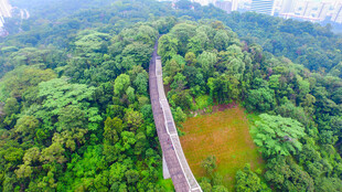 雨林中的悬空木桥景观