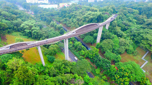 森林中的高架木质栈道