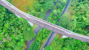 空中俯瞰跨林高架桥