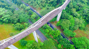 高架桥穿越葱郁森林