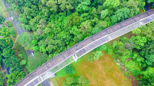 公路穿行于葱郁森林间