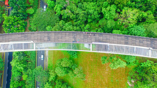 空中步道穿梭于葱郁山林