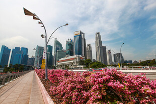 新加坡城市道路花卉景观
