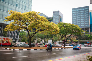 城市街道旁的葱郁树木