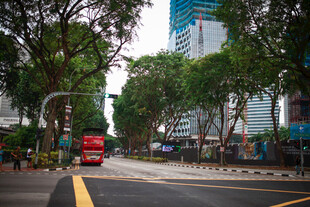 城市林荫街道景象