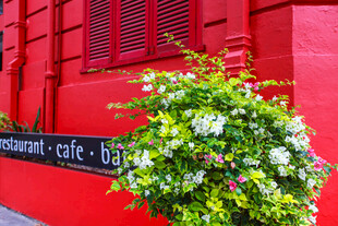 红墙旁的清新绿植花卉