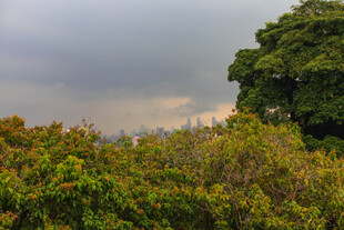 繁茂树林 天空阴沉之景