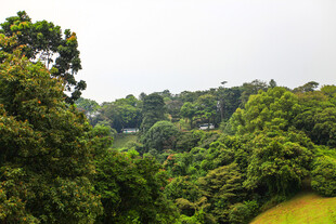 郁郁葱葱的山林景观