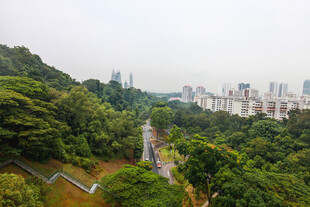 城市中的绿意盎然景观