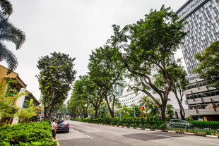 城市林荫道路景观