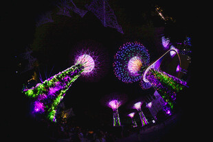 绚丽烟花绽放夜空