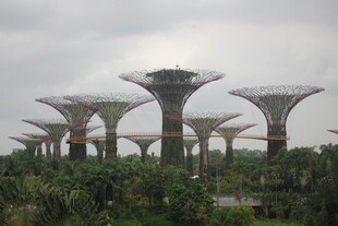 新加坡滨海湾的擎天大树