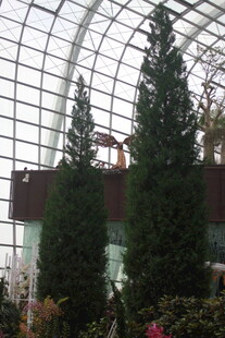 温室中的挺拔绿植