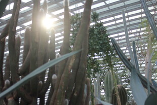 阳光洒落温室中的植物