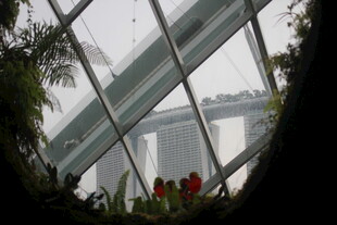 透过玻璃看绿植与建筑