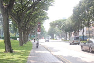 林荫街道上的车辆与行人