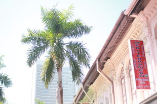 街边棕榈树与特色建筑