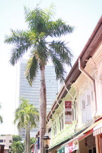 街道旁的棕榈树与建筑