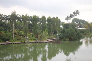 宁静湖畔绿树环绕的美景