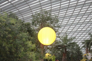 温室中的黄色球形装饰物