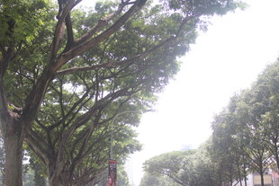 林荫大道 绿意盎然的街景