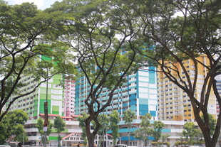 绿树掩映下的多彩建筑群