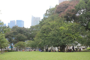 城市公园绿意盎然的草坪