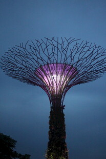 新加坡超级树夜景