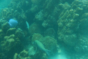 海底珊瑚与游动的鱼类