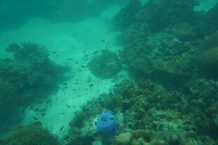 海底珊瑚间的蓝色生物