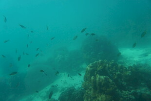 海底珊瑚与游动的鱼