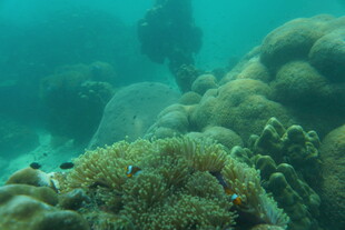 海底多彩珊瑚景观