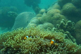 海底珊瑚丛中的可爱小鱼