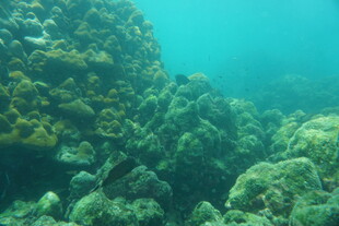 海底繁茂的珊瑚景观