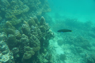 海底珊瑚旁游动的小鱼