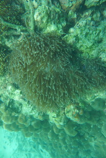 海底的珊瑚景观