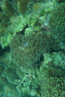 海底繁茂的珊瑚景观