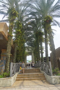 棕榈树环绕的步道