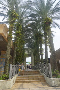 棕榈树环绕的步道景观