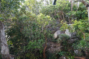 茂密丛林中的繁茂植被