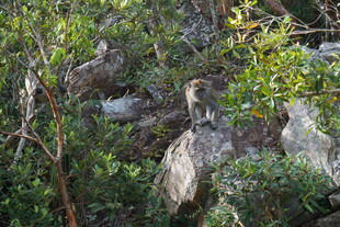林间栖息的鸟儿