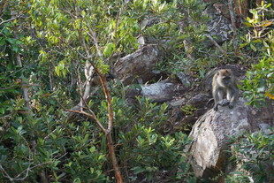 林中栖息的鸟儿